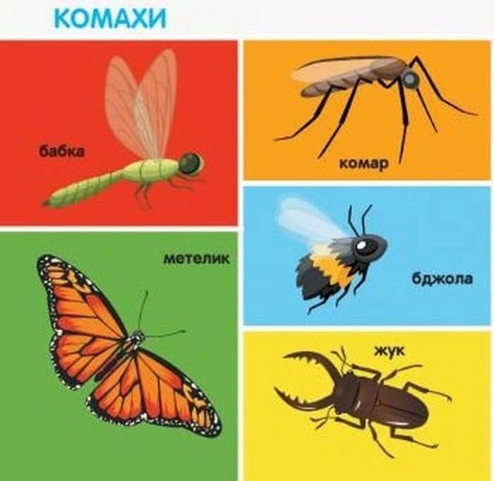 Смарт-книги. 100 перших слів