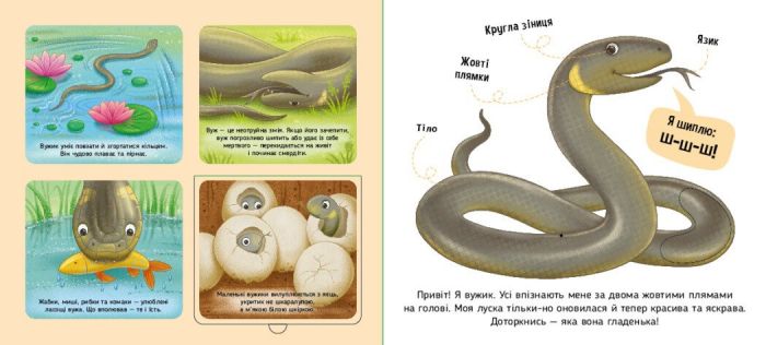 Познайомся і погладь! Лісові тварини